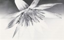 NEGRA WHITE INSERTO FLOWER 25x40 Odcienie bieli Gadka, Byszczca WD400-004 [CERSANIT]